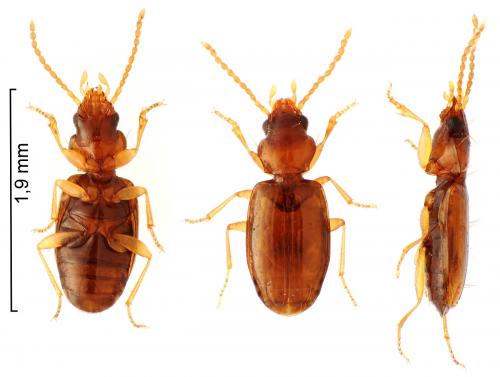 Réf. 227 303 : Tachys micros